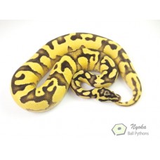 Enchi Pastel Fire Yellow Belly